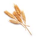 Wheat / Rye / Barley / Oats (gluten)